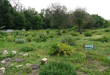 Ботанический сад ВГУ: коллекции травянистых растений
